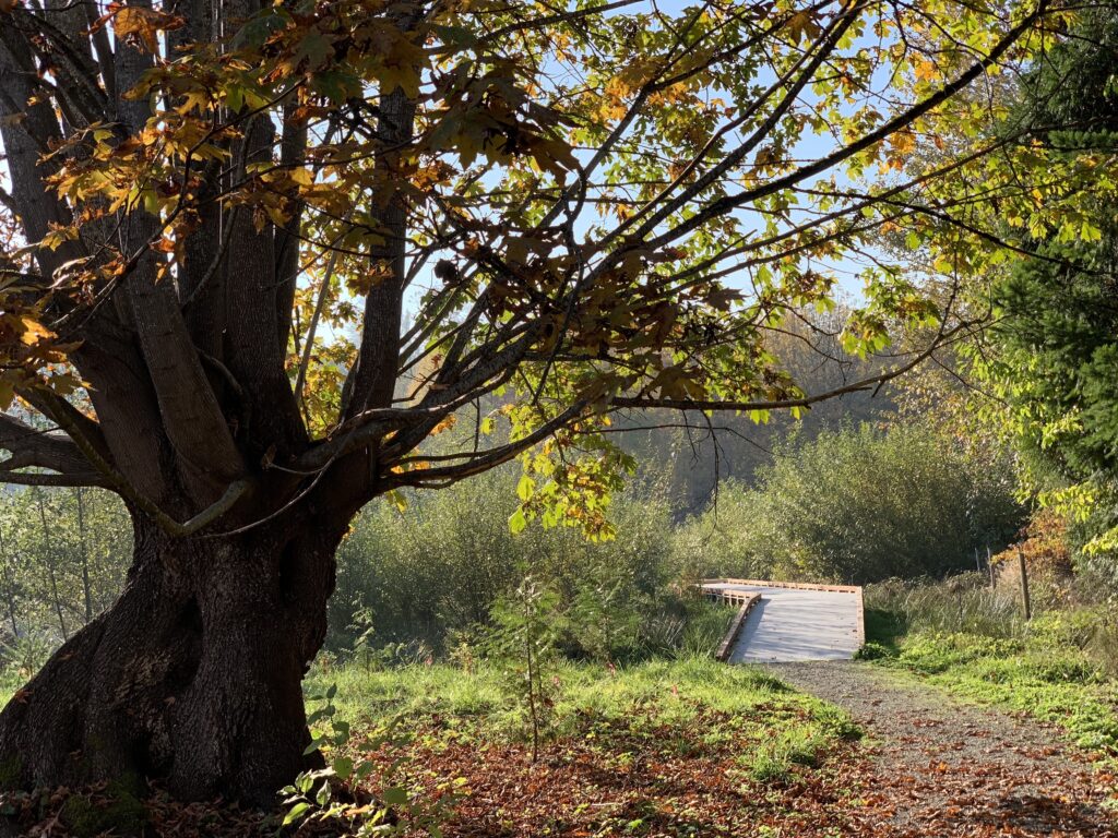 Wooden boardwalk on a trail